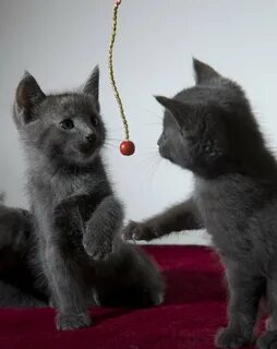 Куфар котята