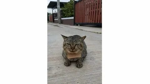 Кот вернулся домой