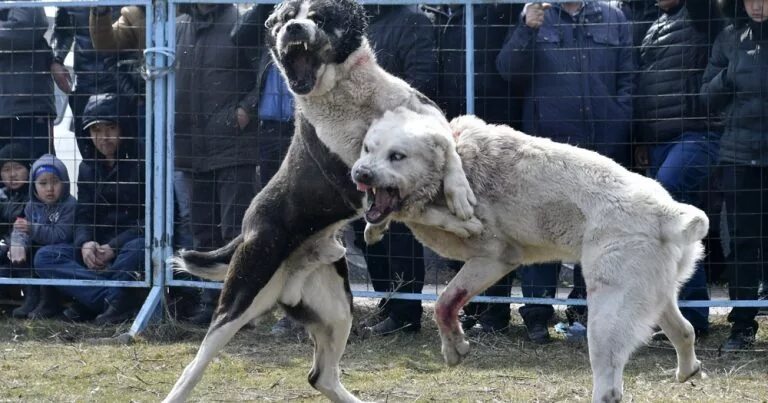 Киргизский тобет волкодав. Собачьи бои кавказских волкодавов. Волкодав поединки. Волкодав против алабая. Чабанская овчарка волкодав бойцовская собака.