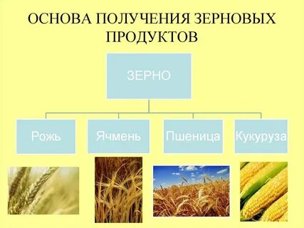 Какие продукты получают из пшеницы