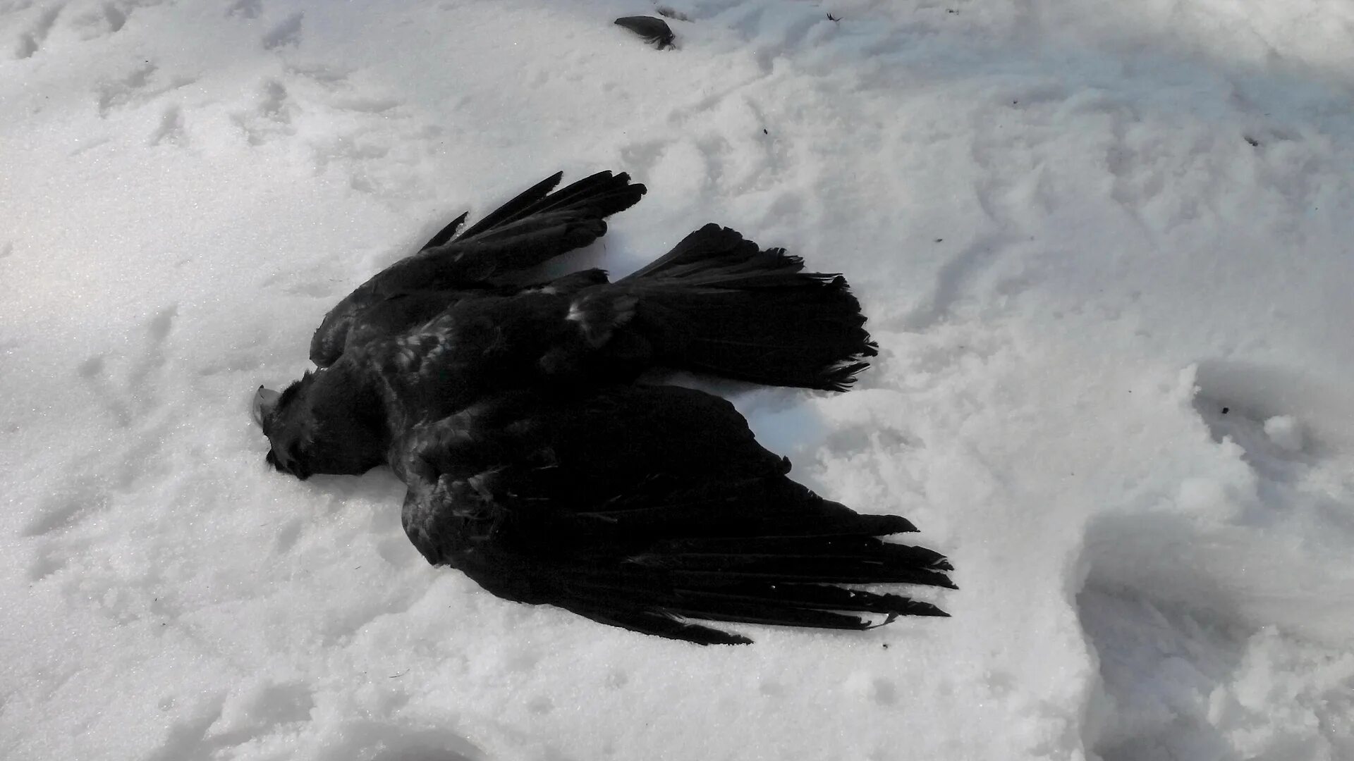 Вороны на снегу. Жила ворона в заколоченном на зиму