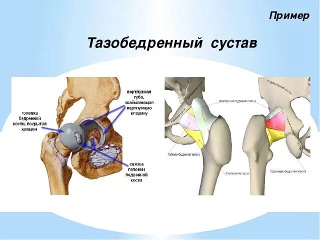 Тазобедренный сустав соединение