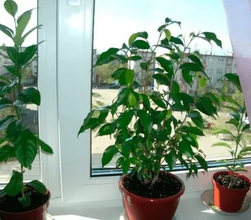 Как прищипывать фикус
