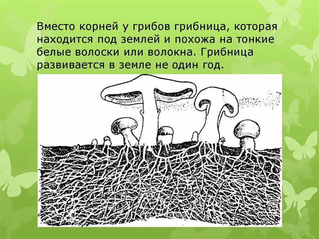 Грибница микориза. Микориза подосиновика. Грибница микориза. Микориза с грибами-симбионтами. Микориза и мицелий.