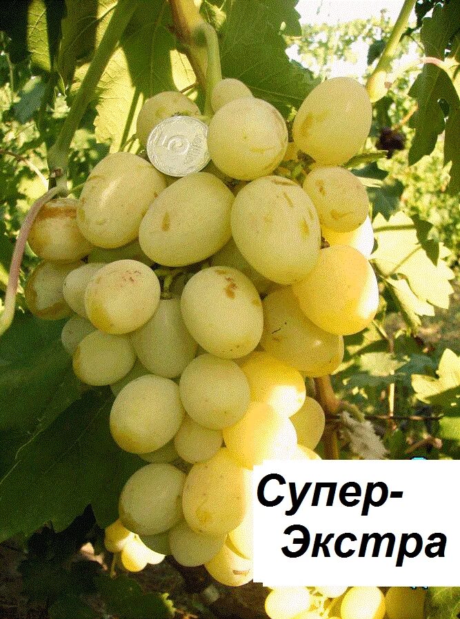 Виноград сорт экстра описание сорта. Кишмиш супер экстра. сорт винограда богатяновский. виноград супер- экстра. виноград крайнова экстра.