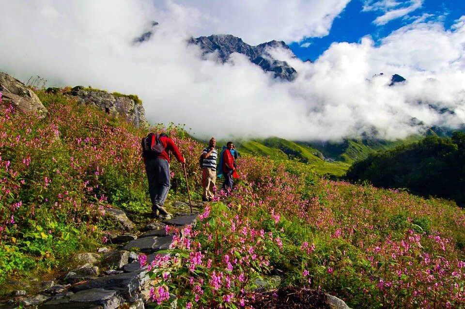 Flowers valley. Национальный парк Долины цветов, Уттаракханд. Бадринатх Долина цветов. Цветочная Долина Мостовской.