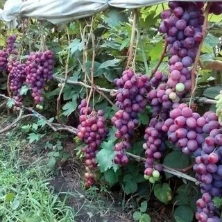 Виноградный н