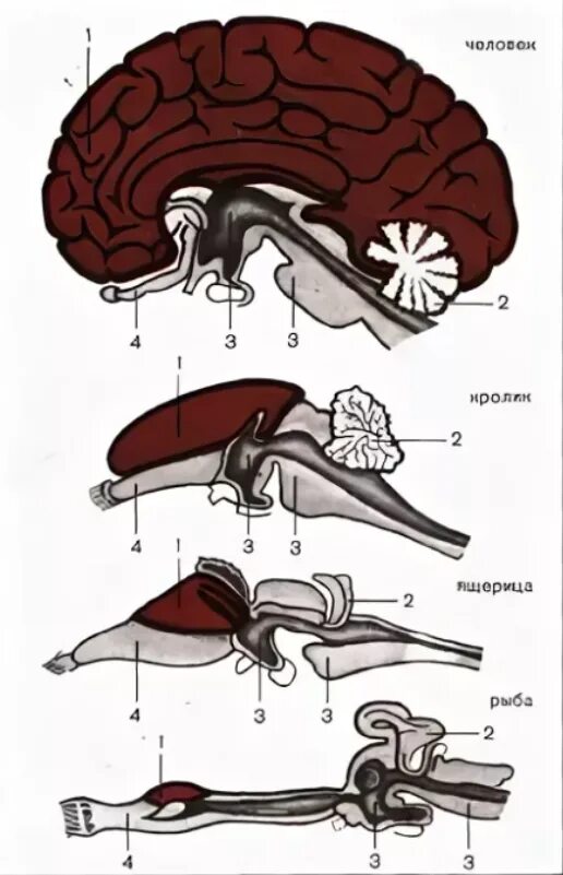 Филогенез мозга. Филогенез мозжечка. Развитие коры головного мозга в филогенезе. Филогенез животных головного мозга. Онто-филогенез головного мозга.