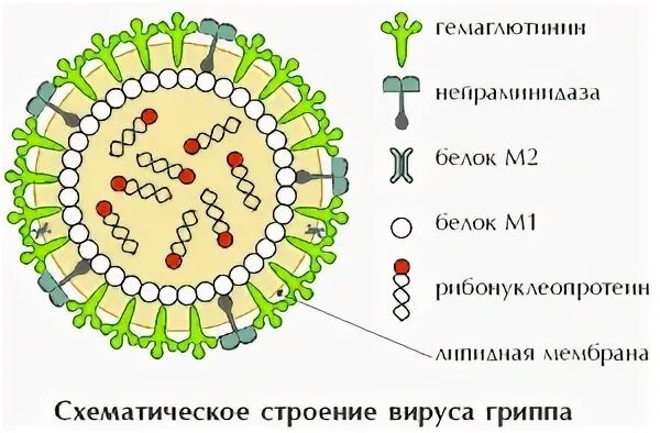 Структура вириона вируса гриппа. Структура вируса гриппа микробиология. Схема строения вириона вируса гриппа. Структура вириона вируса гриппа микробиология. Грипп состав