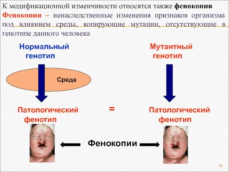 Признаки обусловленные генотипом. Фенокопии. Фенокопии - заболевания. Мутационная и модификационная изменчивость. Фенокопии примеры.