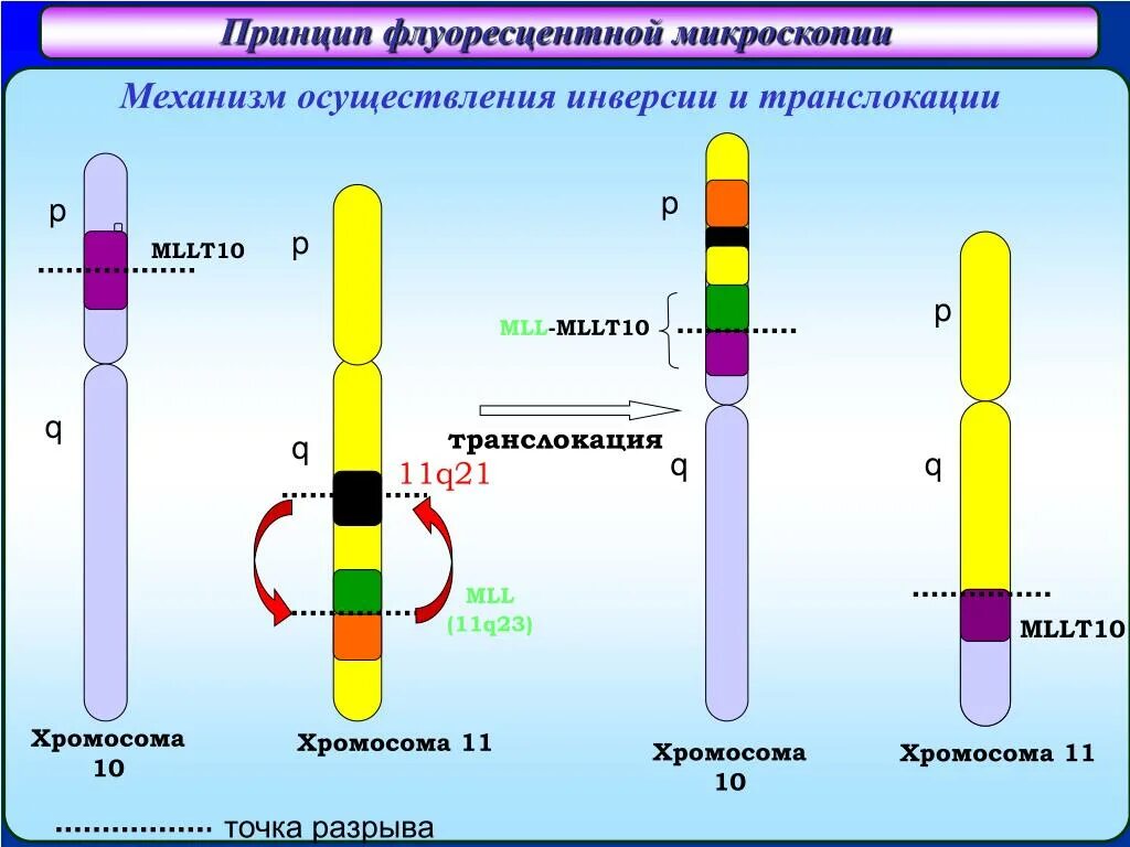 Кариотип транслокации. Хромосомные транслокации. транслокация механизм. реципрокные транслокации. транслокация это в генетике.