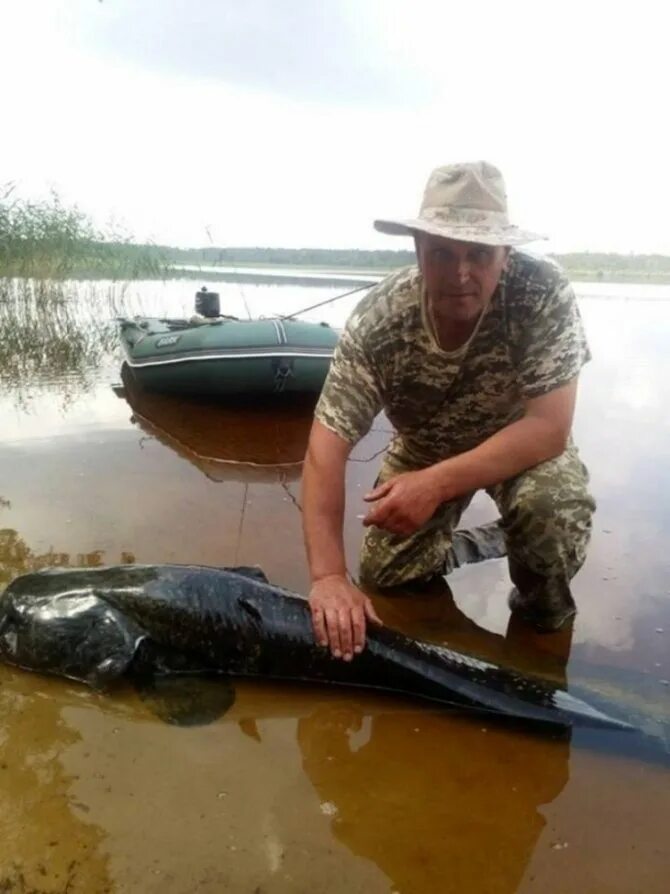 Клев сома. Большой сом. Самый большой пойманный сом. Самый большой сом пойманный в России.