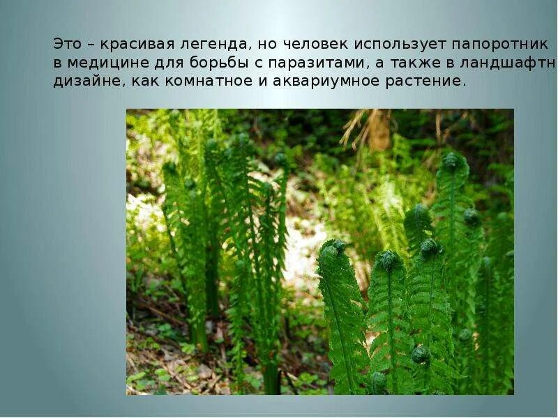 Папоротники названия. Папоротники это споровые растения. Папоротник это низшее растение. Папоротник это низшее растение. Использование папоротникообразных в медицине.
