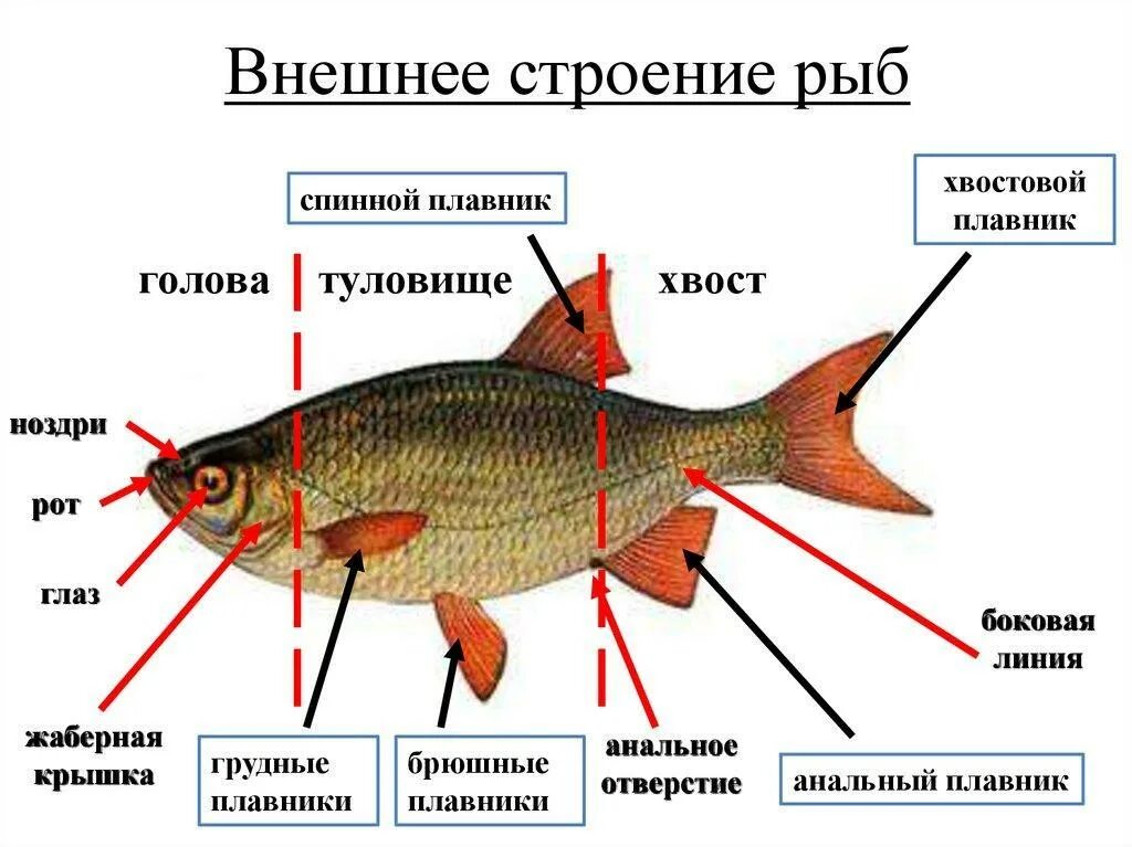 Внешнее строение рыбы особенности строения. Внешнее и внутреннее строение рыб. Особенности внешнего строения рыб. Внешнее строение рыбы биология.