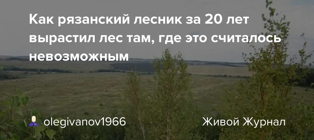 Где то там за лесом. Нельзя рубить лес. Фон леса. Запрещается рубить лес. Где то там за лесом.