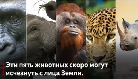 Какие животные под угрозой