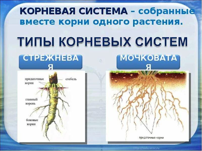 Корни растений. Корневые системы растений. Разветвленная корневая система. Органы цветкового растения корень корневые системы.