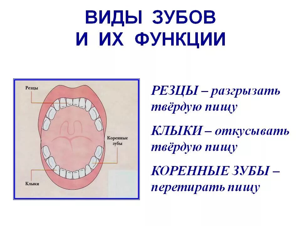 Резцы клыки премоляры моляры функции. Типы и функции зубов. Типы зубов человека и их функции. Строение зубов резцы клыки. Зубы человека у детей