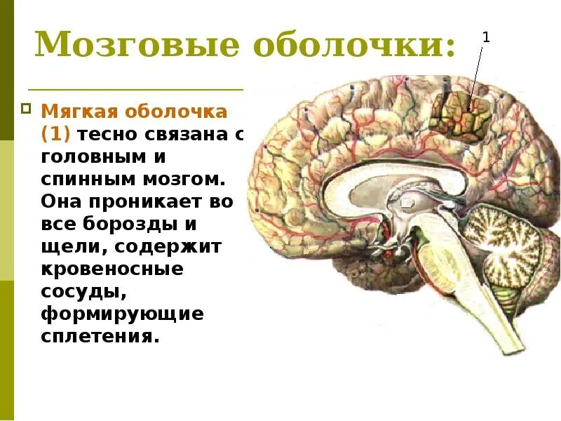 Мозг и его оболочки. Мягкая мозговая оболочка функции. конечный мозг оболочки головного мозга. мочкая мозговая оболочка. функции мягкой оболочки головного мозга.