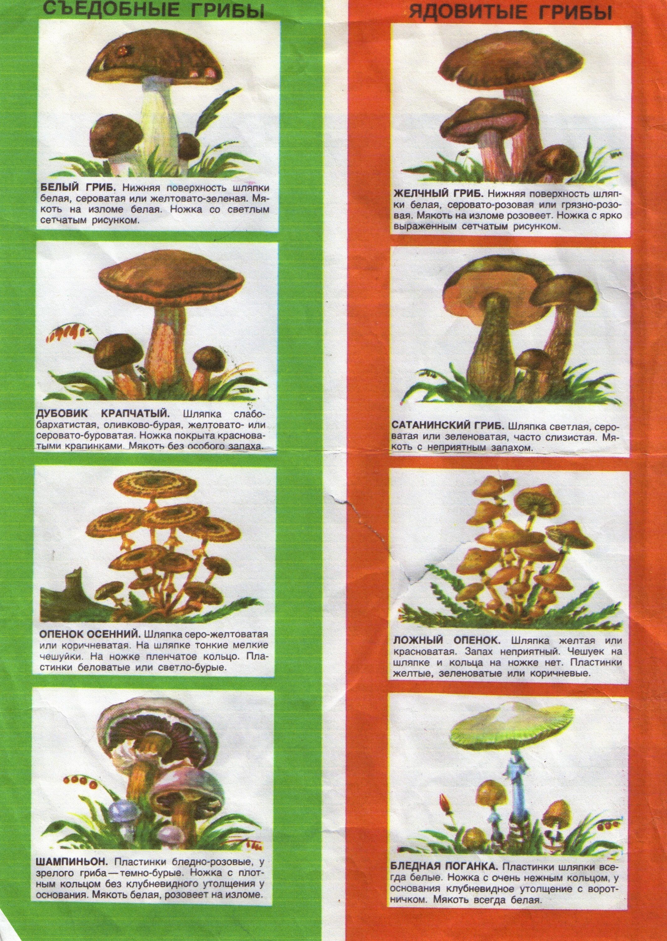 Как отличить ядовитые. Грибы двойники съедобные и несъедобные с отличиями. Таблица съедобных грибов и несъедобных грибов. Съедобные грибы и ядовитые грибы таблица. Съедобные и несъедобные грибы отличия.