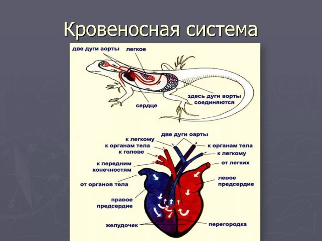 Кровеносная система рептилий схема. Схема строения кровеносной системы пресмыкающихся. Система кровеносной системы ящерицы. Строение кровеносной системы рептилий. Строение кровеносной системы у пресмыкающихся