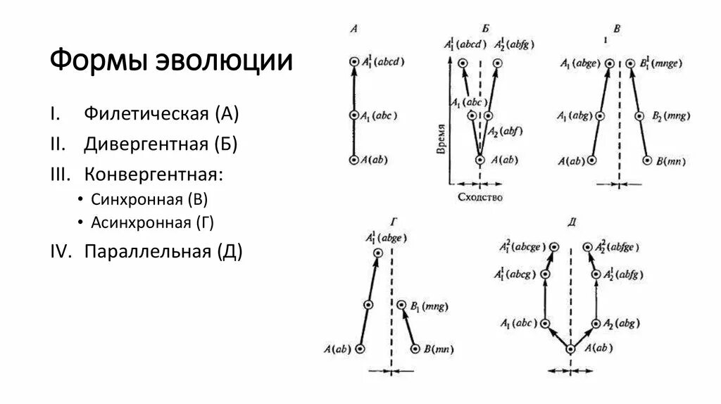 Дивергентная форма эволюции. Схема форм эволюции. Филетическая форма эволюции. Эволюционная форма – это.