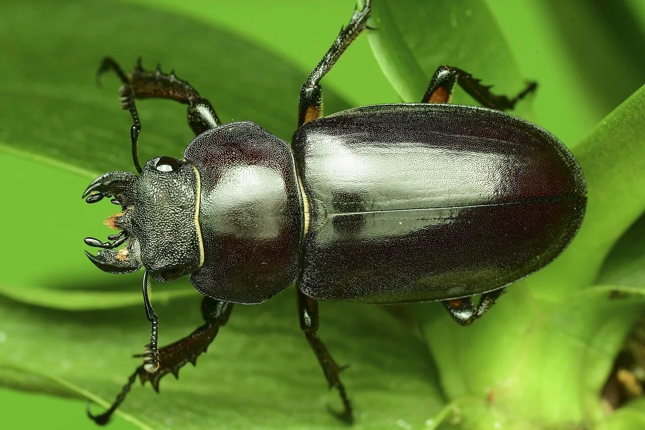 Самые красивые жуки. Жесткокрылые жуки. Dynastes neptunus. Жук листоед зеленый. Жук рогач.
