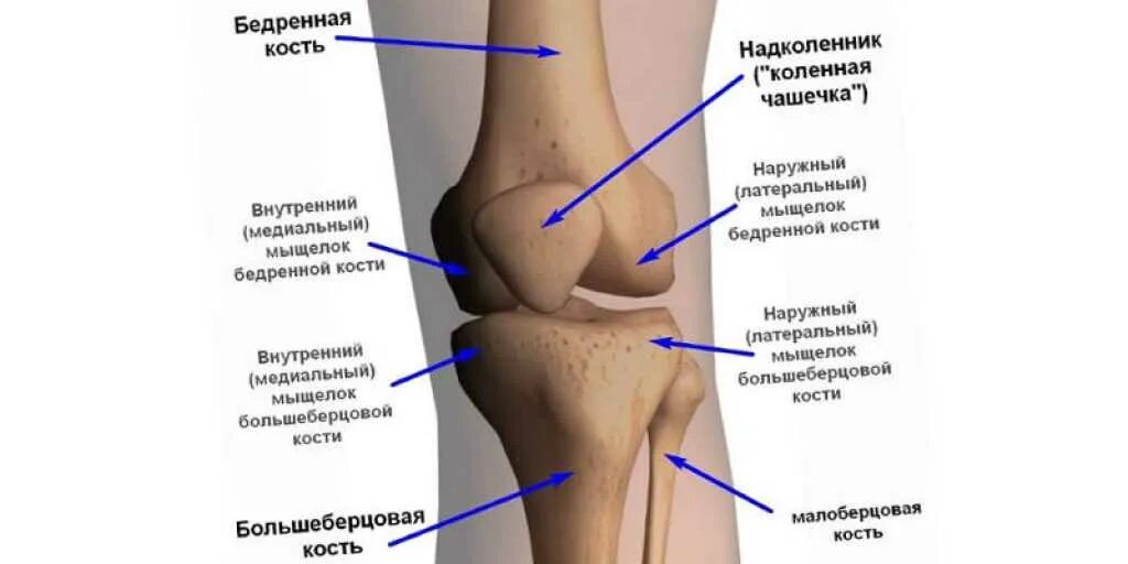 Колена болит ночью что делать. Болит колено сбоку с внутренней стороны при ходьбе. болит косточка под коленной чашечкой спереди. строение колена болит сбоку. болит колено при сгибании с внутренней стороны сбоку.