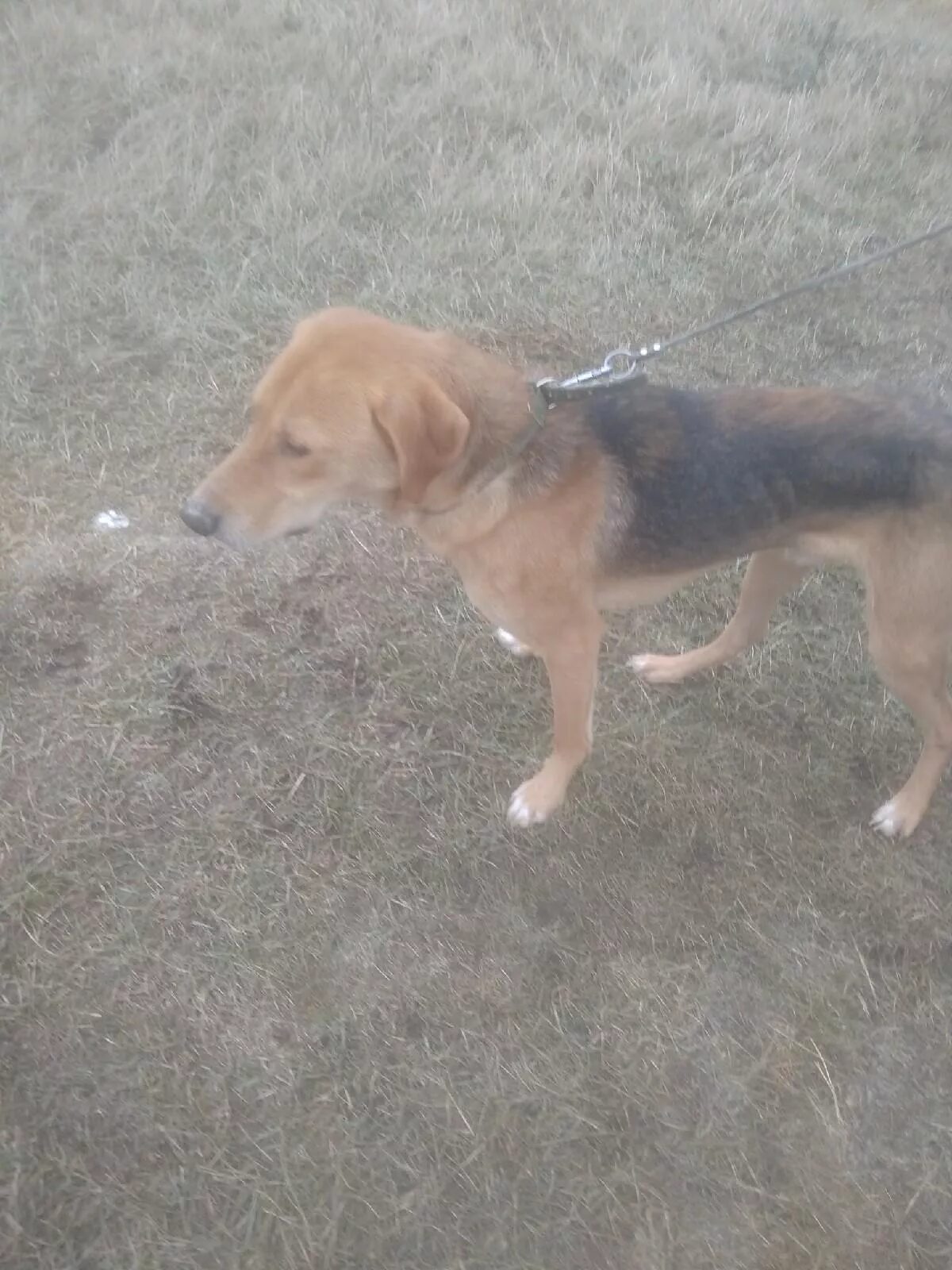 Нашлась охотничья собака. Гончая с дворняжкой. Гончие собаки потеряшки. Собака на цепи с истощением. Южнорусская степная борзая (south russian steppe sighthound).