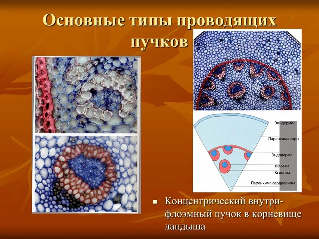 Концентрическая работа по биологии 8 класс. Концентрические проводящие пучки. Проводящий пучок корневища ландыша. Амфивазальные проводящие пучки. Амфивазальный концентрический проводящий пучок в корневище ландыша.