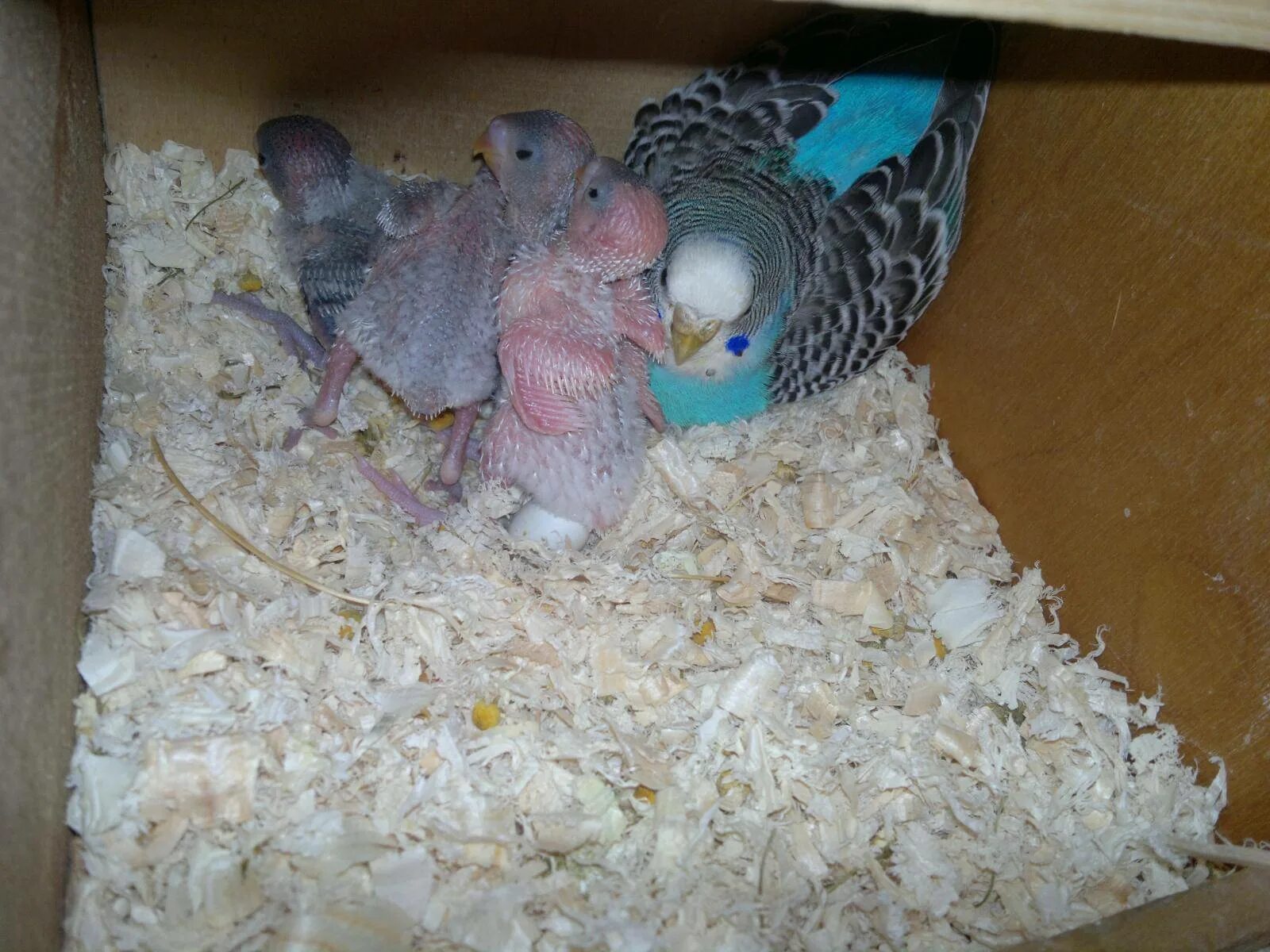 Чем кормить попугая. Сколько кормить попугаев. Сколько кормить попугаев. Какую траву можно волнистым попугаям. Чем кормить попугая кроме корма.