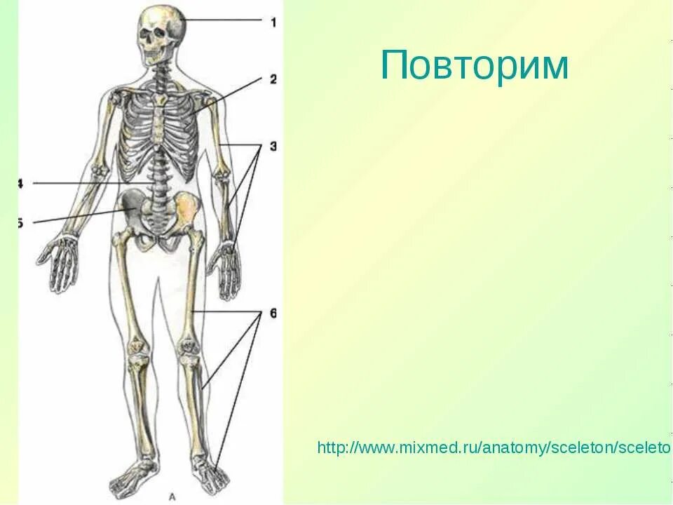 Опорно двигательная система нижних конечностей