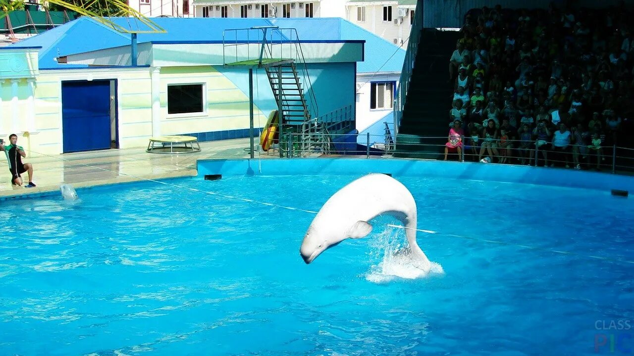 Небуг краснодарский край аквапарк дельфинарий фото. Дельфинарий небуг туапсе. Небуг аквапарк и дельфинарий. Дельфинарий аквамир небуг. Небуг аквапарк и дельфинарий.