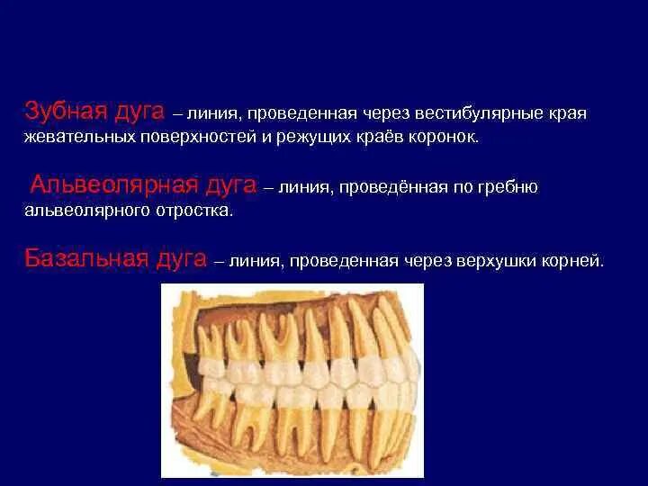 Зубная альвеолярная и базальная дуги. Зубная дуга нижней челюсти анатомия. Базальная зубная дуга. Строение зубной дуги.