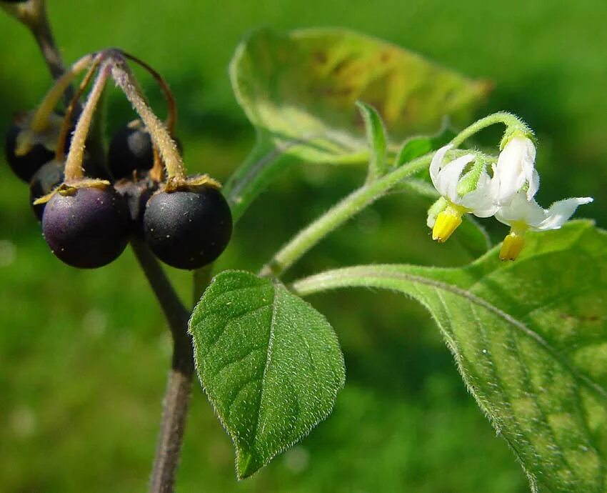 кизил (cornus). лекарственные ягоды жимолость. лимонник дальневосточный. жимолость с красными ягодами. жимолость лиана ягоды.