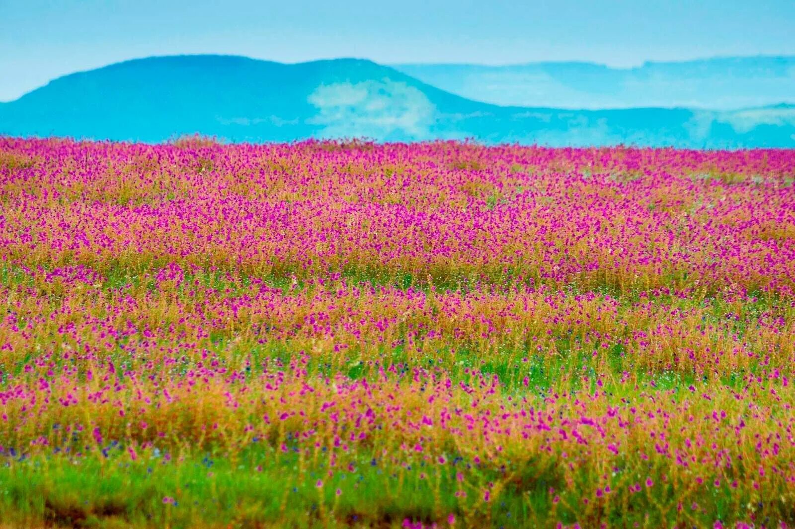 Амарантовое поле. Амарантовое поле фото. Plateau Iris. Valley and some other Blooms. Vast country