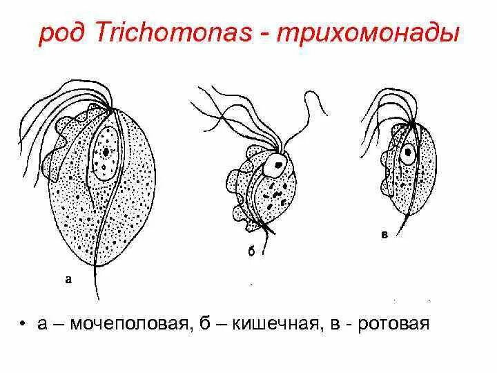 Трихомонада возбудитель заболевания. Виды трихомонад. Патогенная трихомонада. Патогенная трихомонада. Урогенитальная трихомонада циста.
