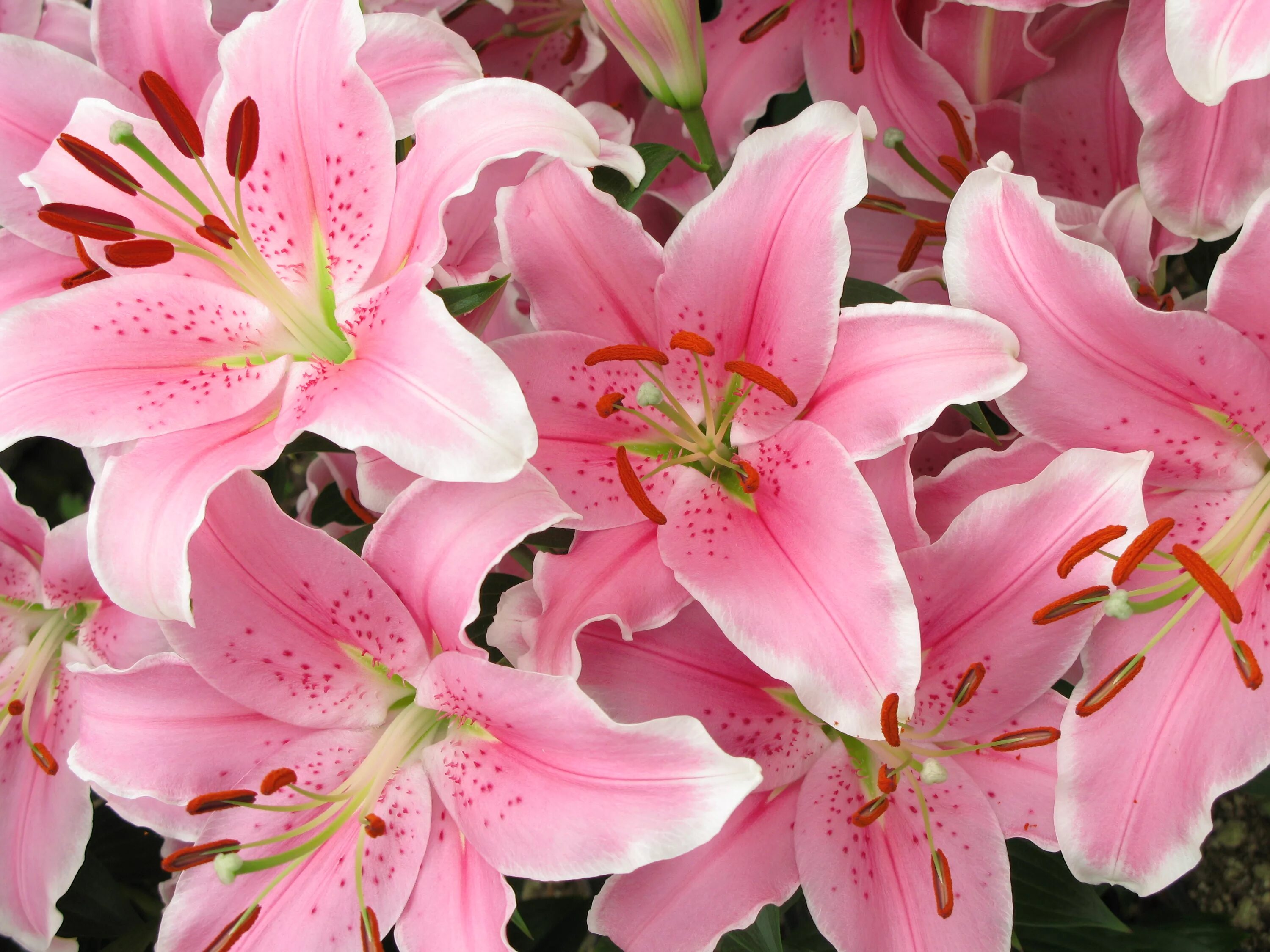 Lily picture