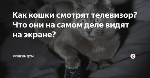 Она видит кошку