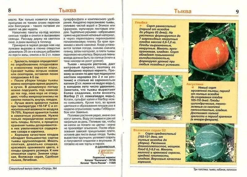 Чем удобрить тыкву