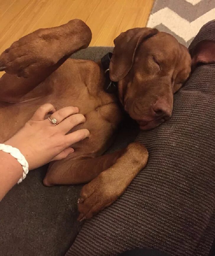 Собака гладить живот. Гладит собаку. Собака гладить живот. Ленивец обнимает. Собаку гладят по голове.