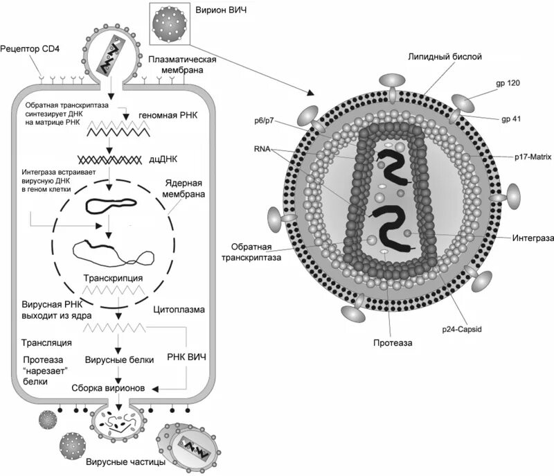 Human immunodeficiency. ВИЧ структура вириона. Схема вируса ВИЧ. Жизненный цикл вируса ВИЧ схема. Строение ВИЧ вируса схема.
