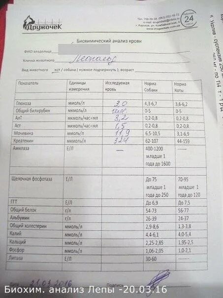 Анализы после болезни. Мононуклеоз у детей показатели крови. Мононуклеоз биохимический анализ крови. Биохимия крови при инфекционном мононуклеозе. Биохимический анализ крови при инфекционных заболеваниях.