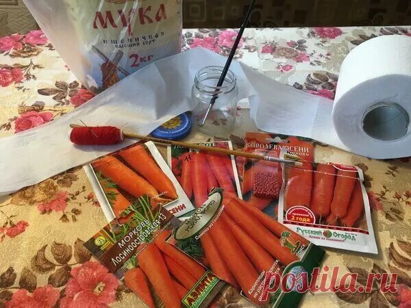 Посев моркови на туалетную бумагу. На какой клей клеить семена моркови. Посев семян на туалетную бумагу. На какой клей клеить семена моркови. Наклеивание семян моркови на туалетную бумагу.
