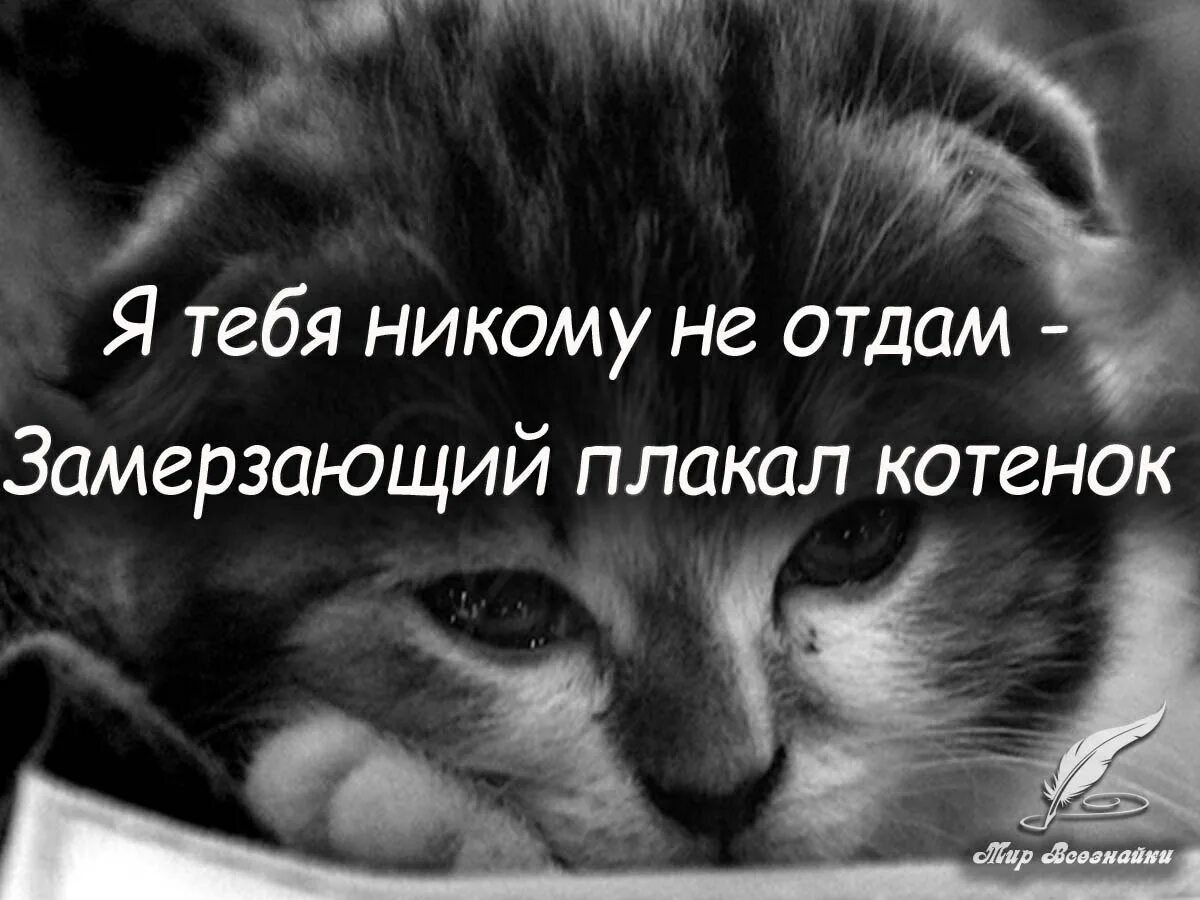 Грустный котенок с надписью. Стих я тебя никому не отдам замерзающий плакал котенок. Я тебя никому не отдам. Я тебя никому не отдам стихи. Поручить никому