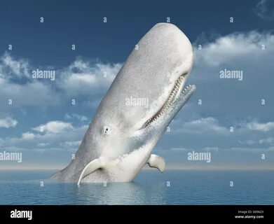 Sperm Whale Stock Photo. 