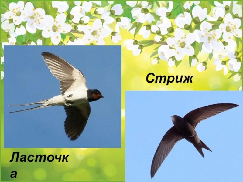 Ласточки и стрижи фото отличия сходство. Стриж и ласточка. птицы стрижи и ласточки. стриж и ласточка отличия. отличие ласточки от стрижа.