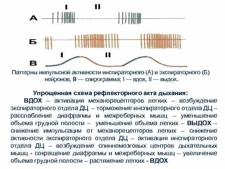 Импульсивная деятельность