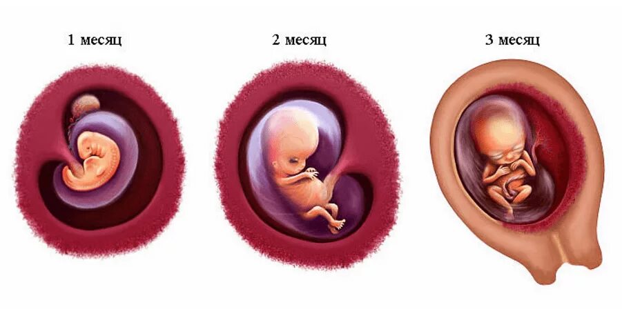 Ребенок в первые месяцы беременности. Эмбрион 1 месяц беременности. Беременность 1 месяц фото эмбриона. Как выглядит зародыш в 3 месяца. Как выглядит зародыш в 2 месяца.