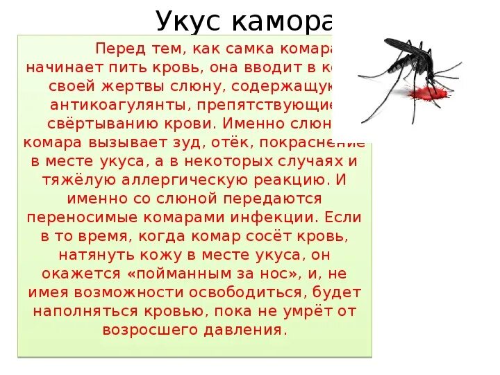 Укусы насекомых сообщение. Презентация на тему укусы насекомых. Сообщение об укусах насекомых. Укусы насекомых ОБЖ 6 класс. Сообщение о жалящих насекомых.